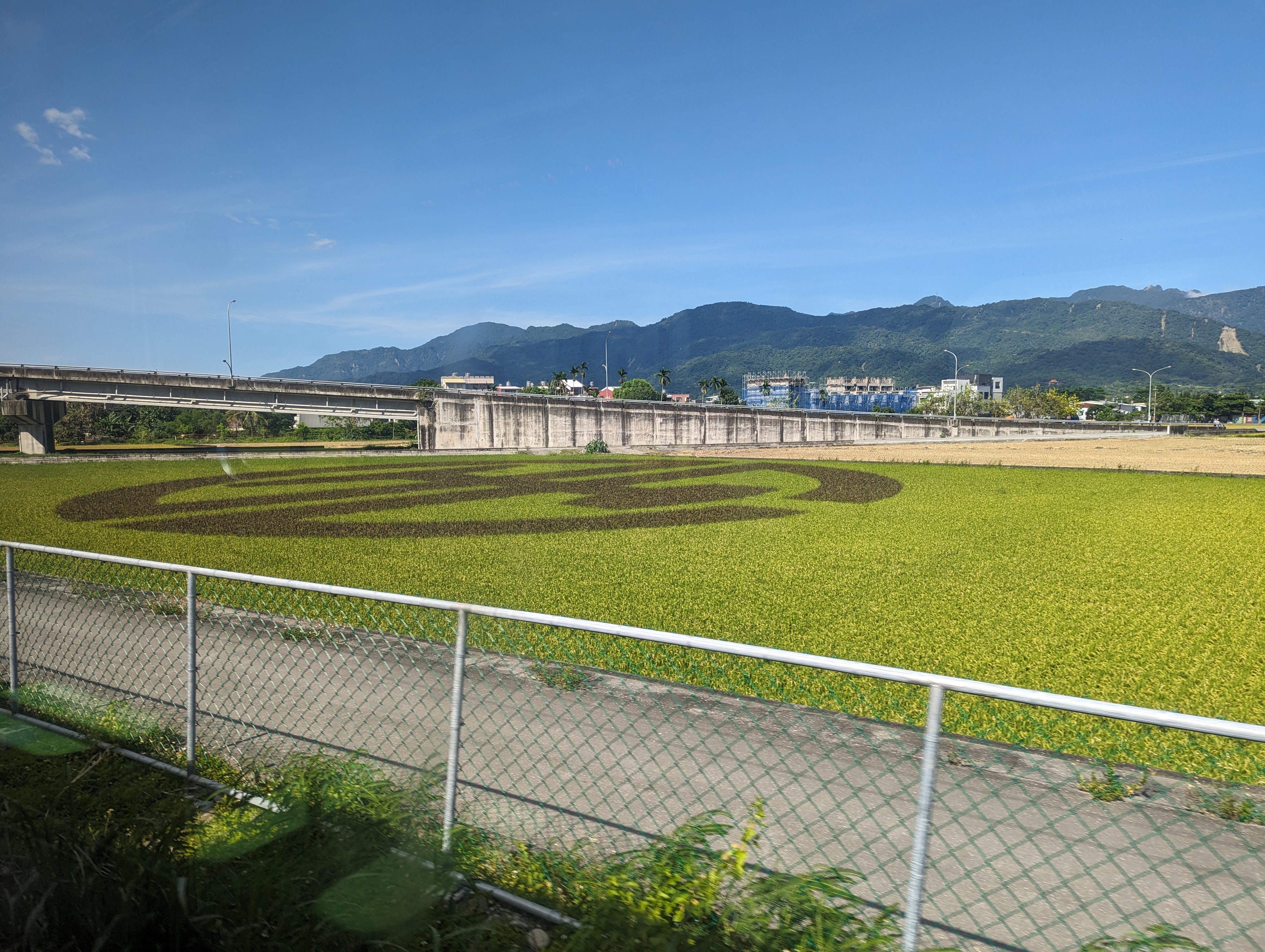 玉里站南客城大橋旁,台鐵局徽的稻田